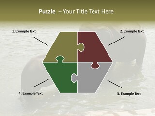 Animal Giant Impressive PowerPoint Template