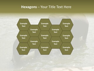 Animal Giant Impressive PowerPoint Template