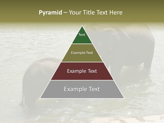 Animal Giant Impressive PowerPoint Template