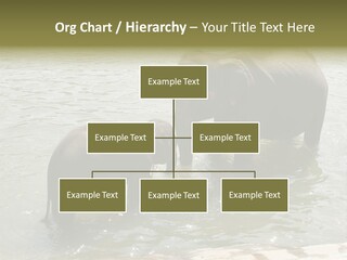 Animal Giant Impressive PowerPoint Template