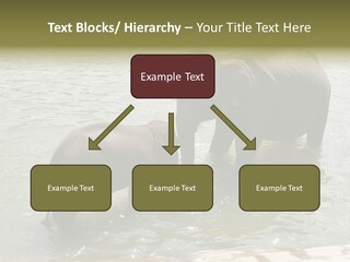 Animal Giant Impressive PowerPoint Template