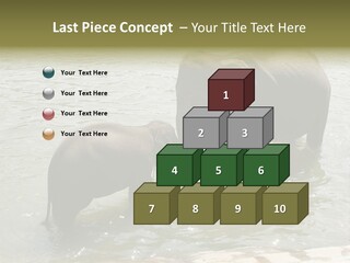 Animal Giant Impressive PowerPoint Template