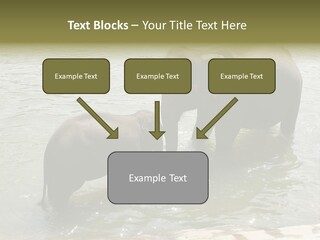 Animal Giant Impressive PowerPoint Template