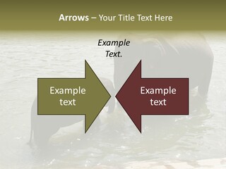 Animal Giant Impressive PowerPoint Template