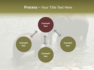 Animal Giant Impressive PowerPoint Template