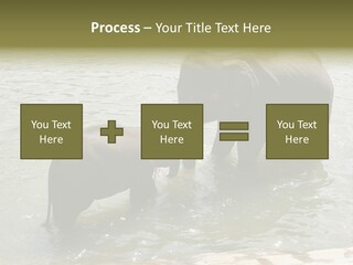 Animal Giant Impressive PowerPoint Template