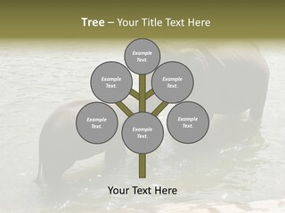 Animal Giant Impressive PowerPoint Template