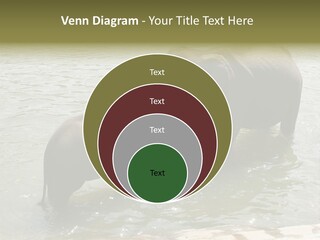 Animal Giant Impressive PowerPoint Template