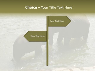 Animal Giant Impressive PowerPoint Template