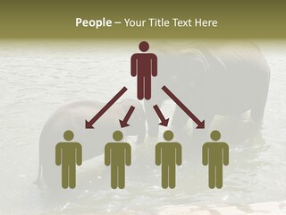 Animal Giant Impressive PowerPoint Template