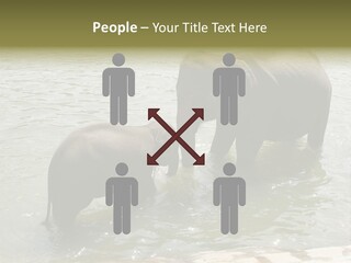 Animal Giant Impressive PowerPoint Template