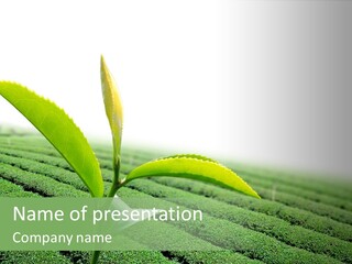 Plant Agriculture Grow PowerPoint Template