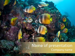 Coral Triangle Environment Coral PowerPoint Template