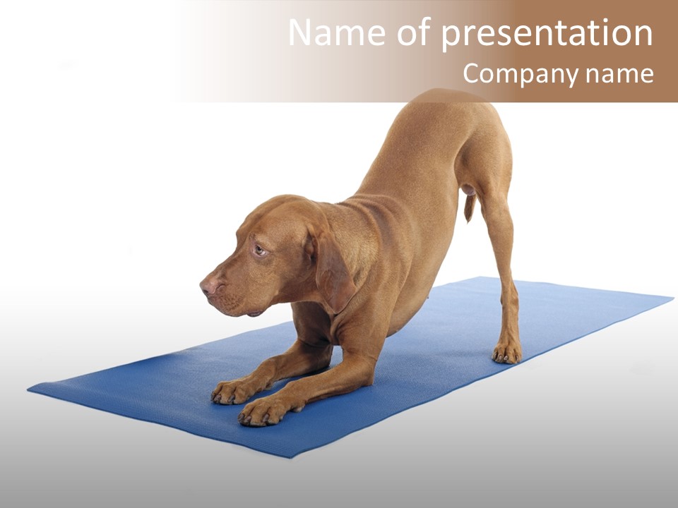 Play Bow Gold Pedigree PowerPoint Template