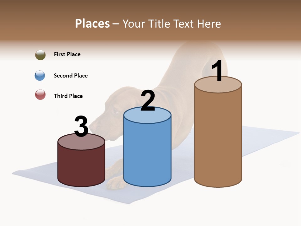 Play Bow Gold Pedigree PowerPoint Template