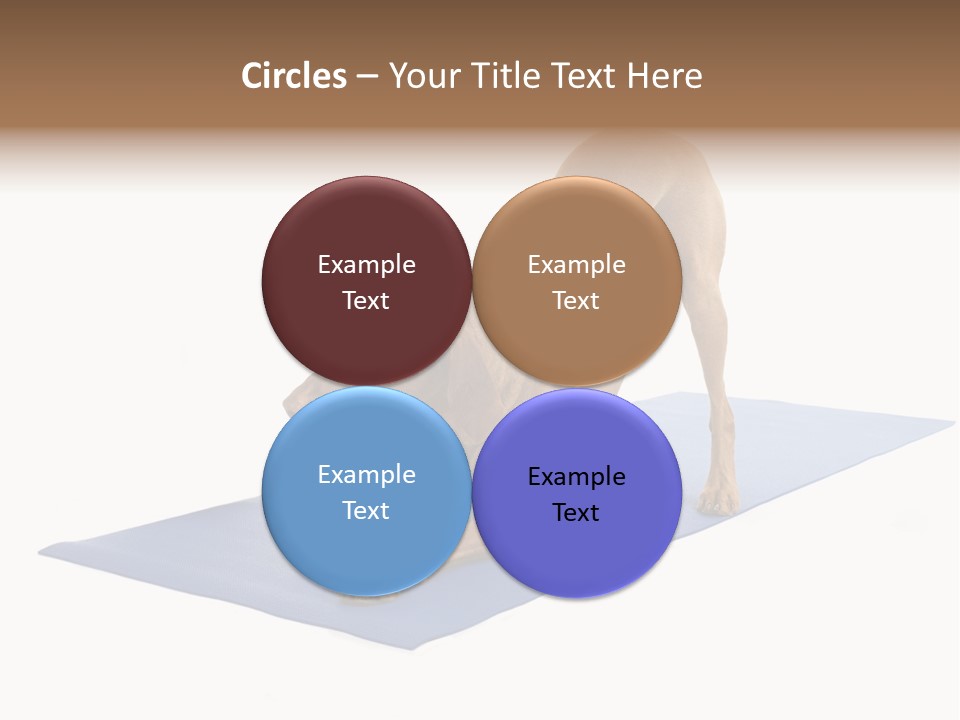 Play Bow Gold Pedigree PowerPoint Template