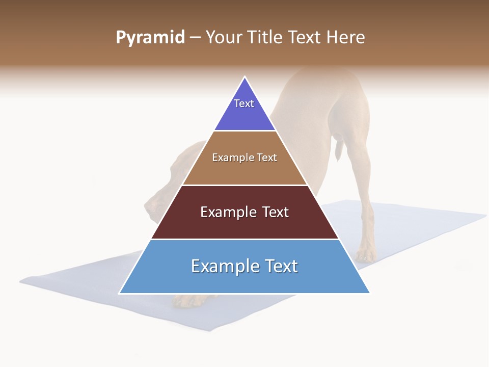 Play Bow Gold Pedigree PowerPoint Template