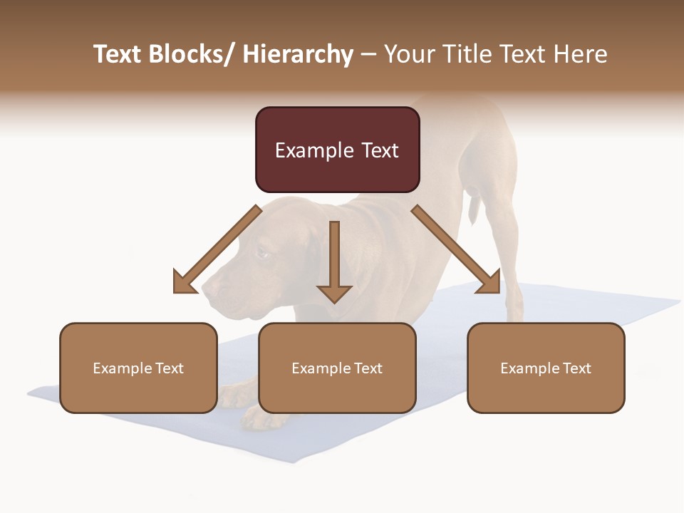 Play Bow Gold Pedigree PowerPoint Template