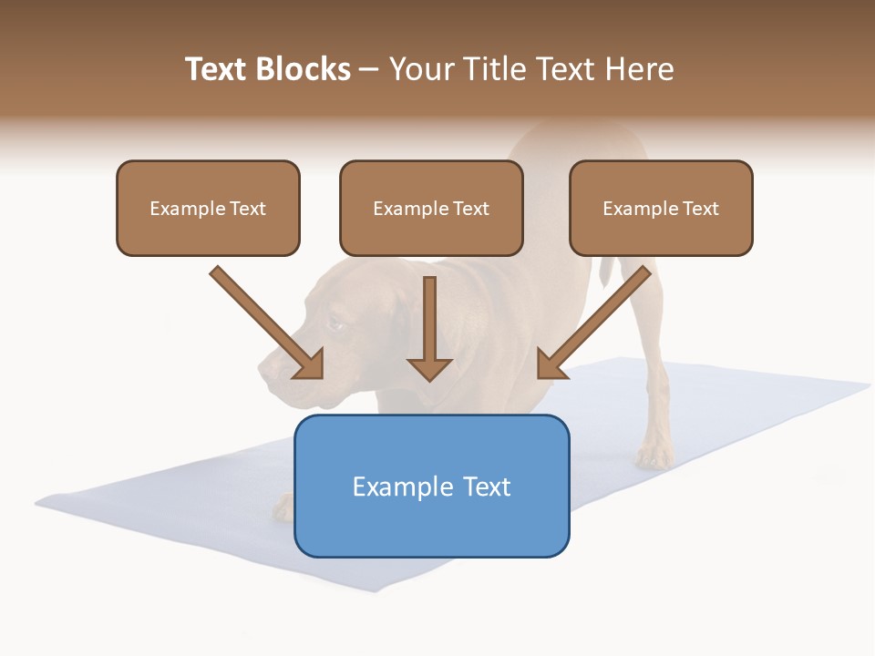 Play Bow Gold Pedigree PowerPoint Template
