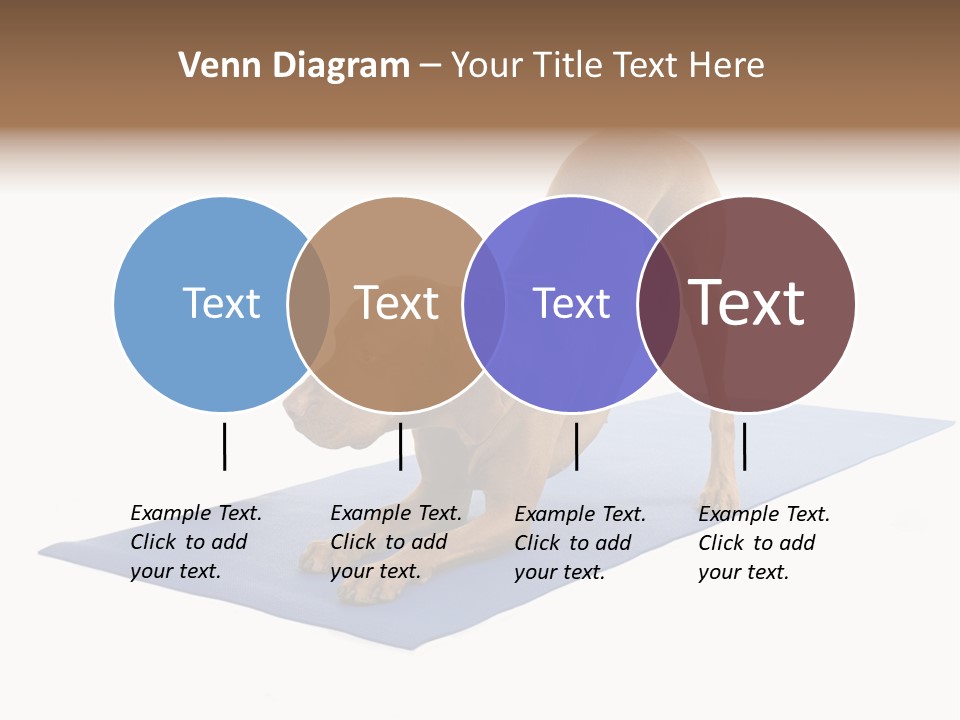 Play Bow Gold Pedigree PowerPoint Template