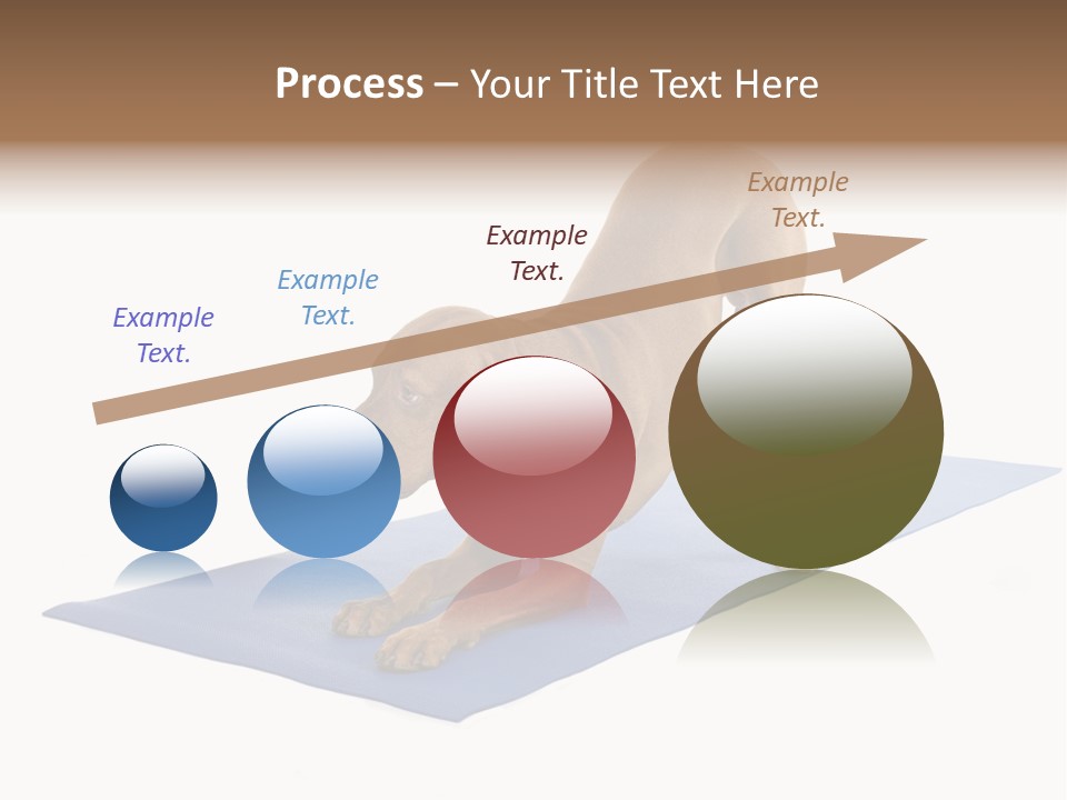 Play Bow Gold Pedigree PowerPoint Template