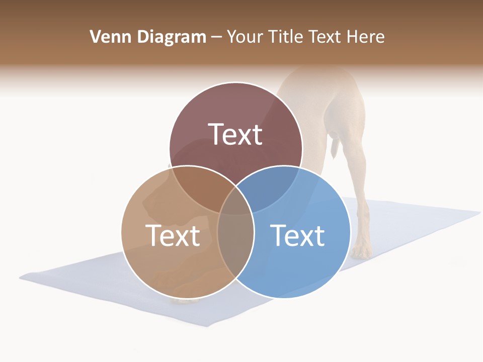 Play Bow Gold Pedigree PowerPoint Template