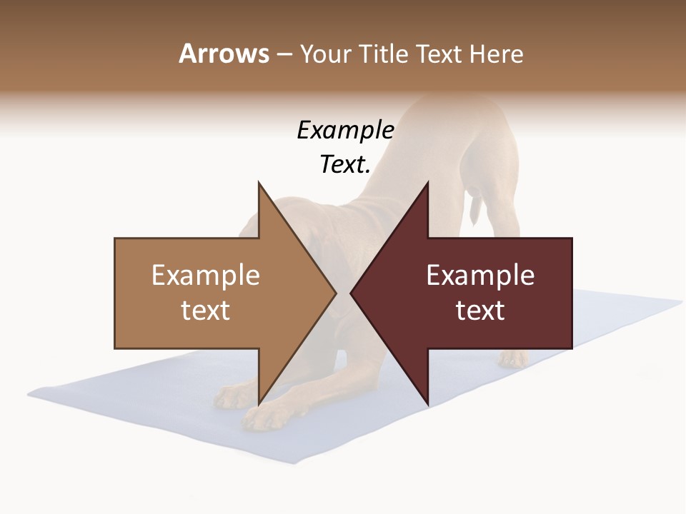 Play Bow Gold Pedigree PowerPoint Template