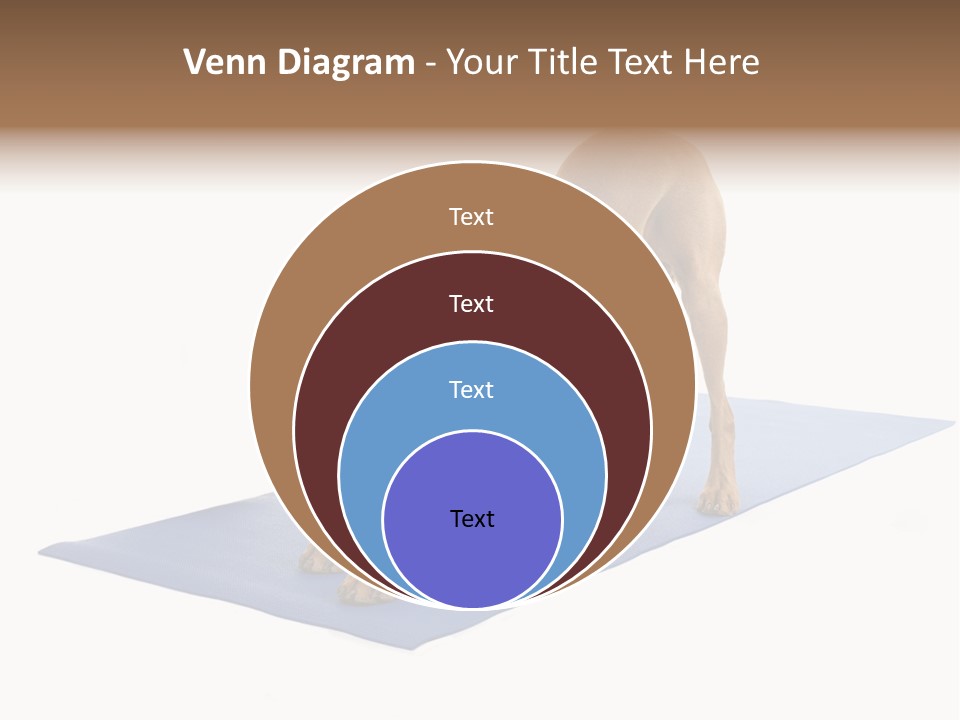 Play Bow Gold Pedigree PowerPoint Template