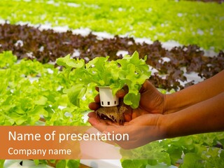 A Person Holding A Small House Plant In Their Hands PowerPoint Template