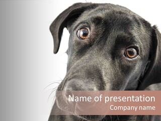 Retriver Intelligence Labrador Retriever PowerPoint Template
