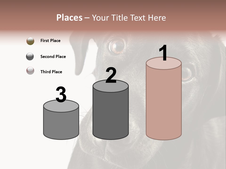 Retriver Intelligence Labrador Retriever PowerPoint Template