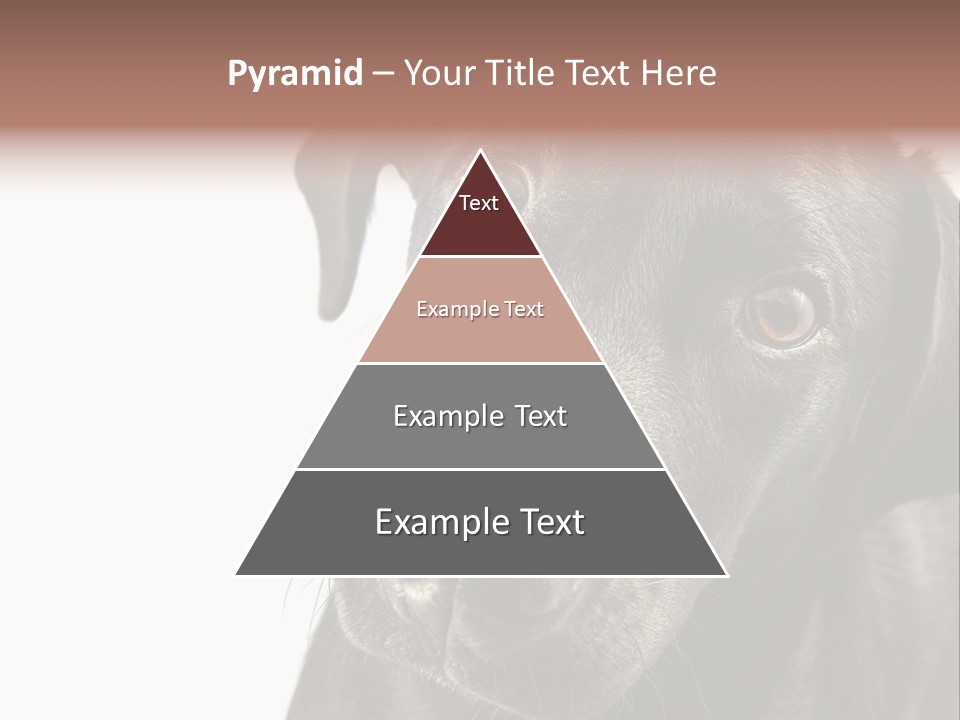 Retriver Intelligence Labrador Retriever PowerPoint Template