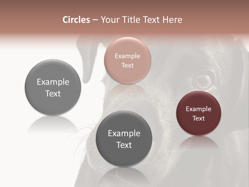 Retriver Intelligence Labrador Retriever PowerPoint Template