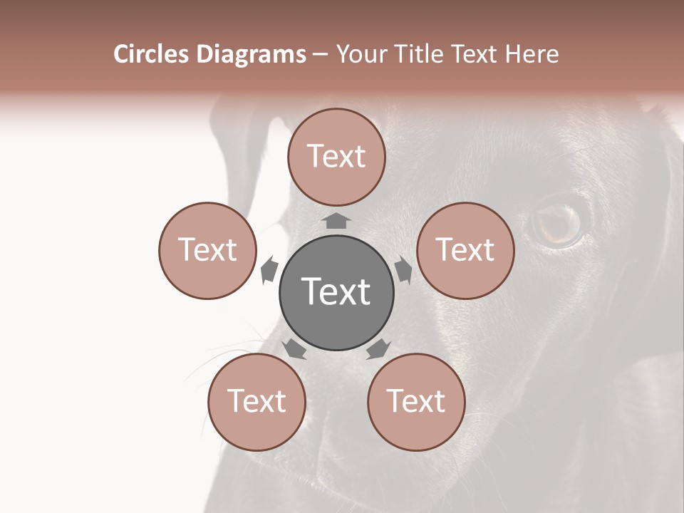 Retriver Intelligence Labrador Retriever PowerPoint Template