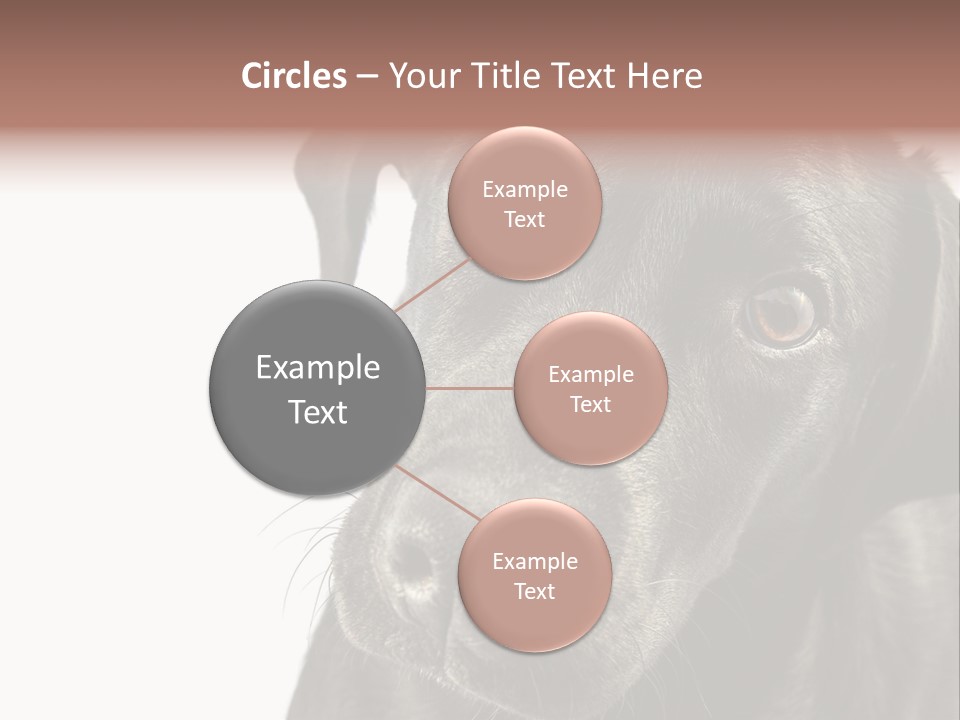 Retriver Intelligence Labrador Retriever PowerPoint Template