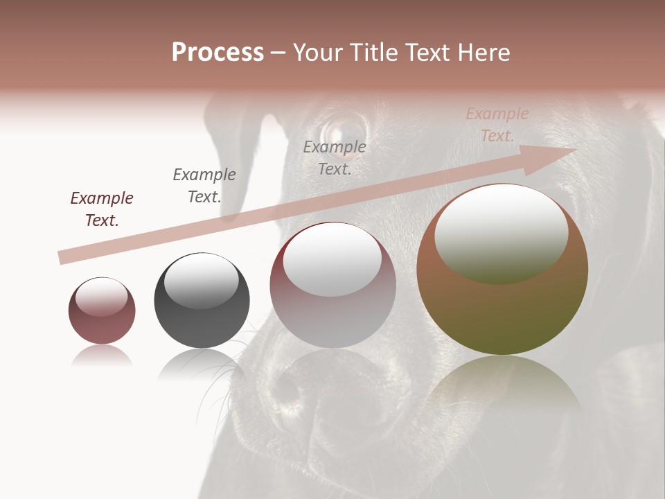Retriver Intelligence Labrador Retriever PowerPoint Template