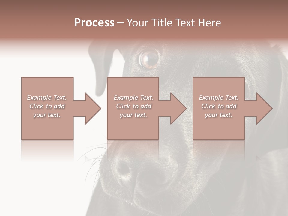 Retriver Intelligence Labrador Retriever PowerPoint Template