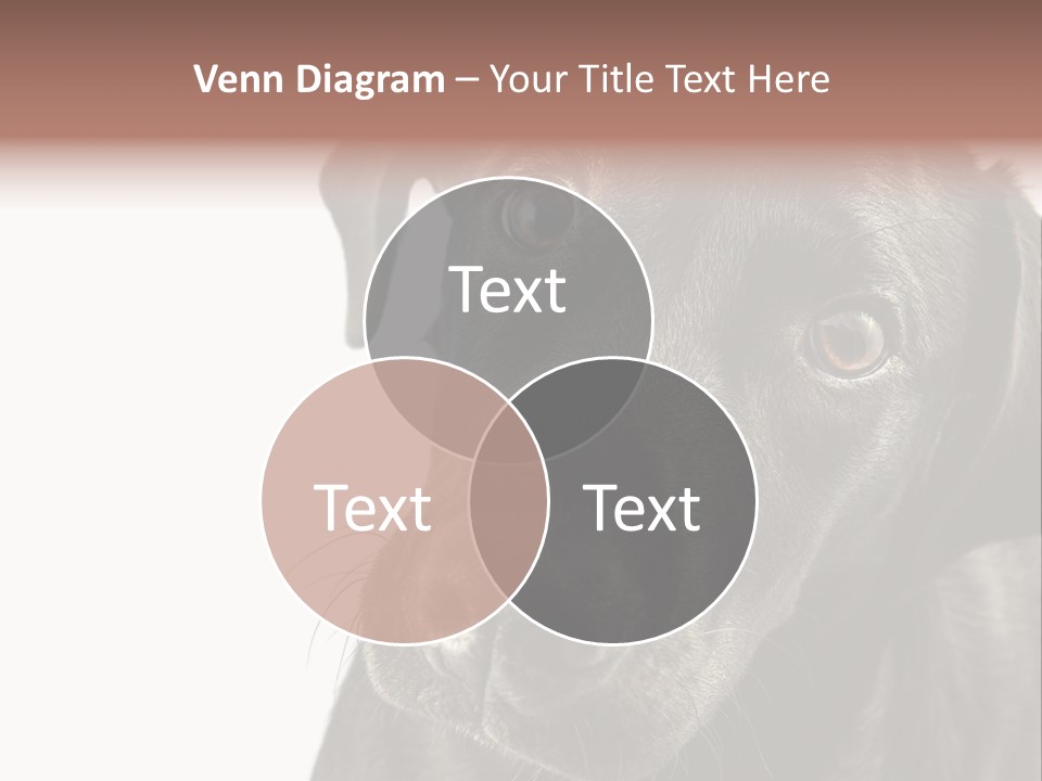 Retriver Intelligence Labrador Retriever PowerPoint Template