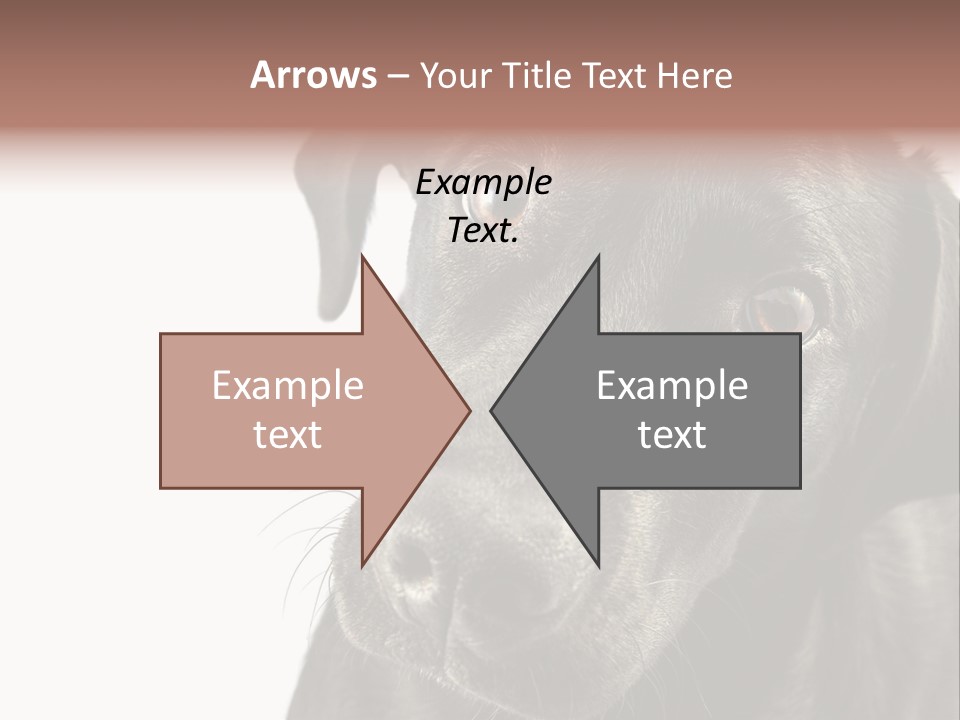 Retriver Intelligence Labrador Retriever PowerPoint Template