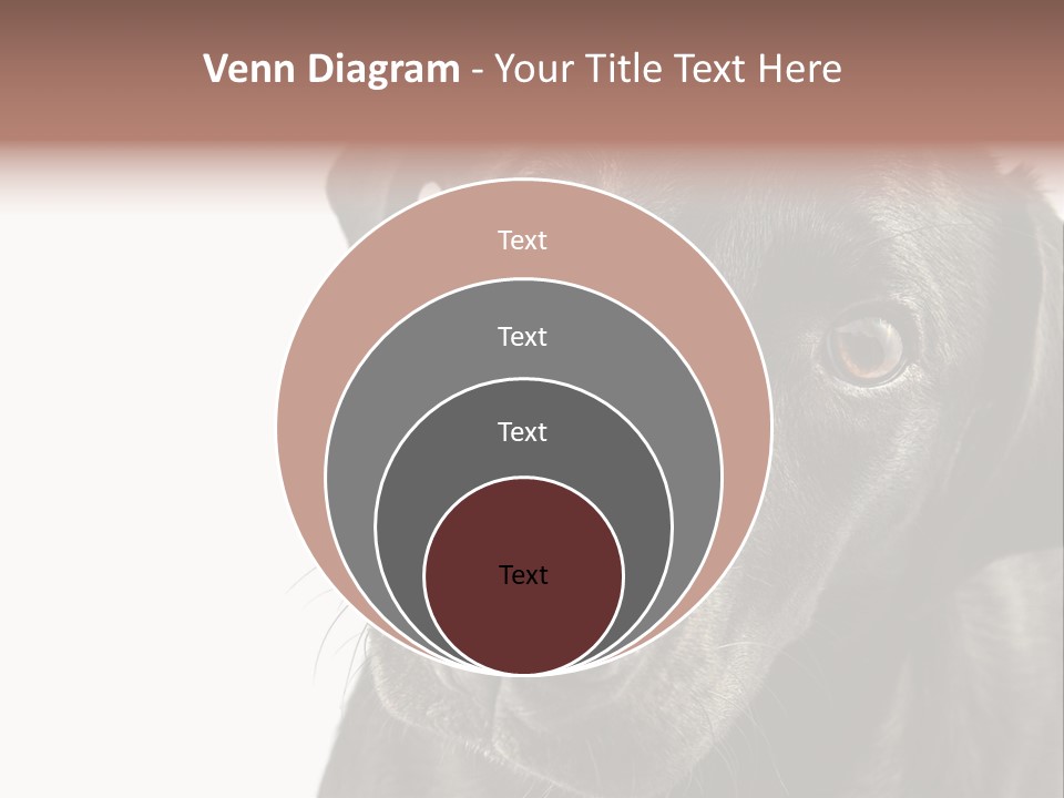 Retriver Intelligence Labrador Retriever PowerPoint Template
