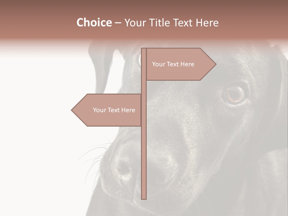 Retriver Intelligence Labrador Retriever PowerPoint Template