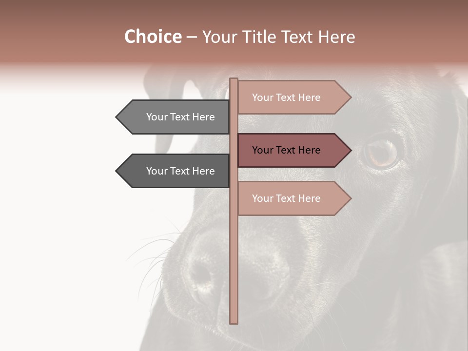 Retriver Intelligence Labrador Retriever PowerPoint Template