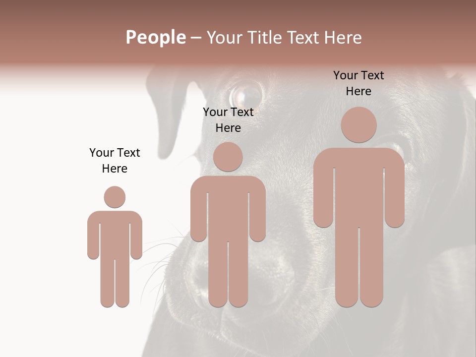 Retriver Intelligence Labrador Retriever PowerPoint Template