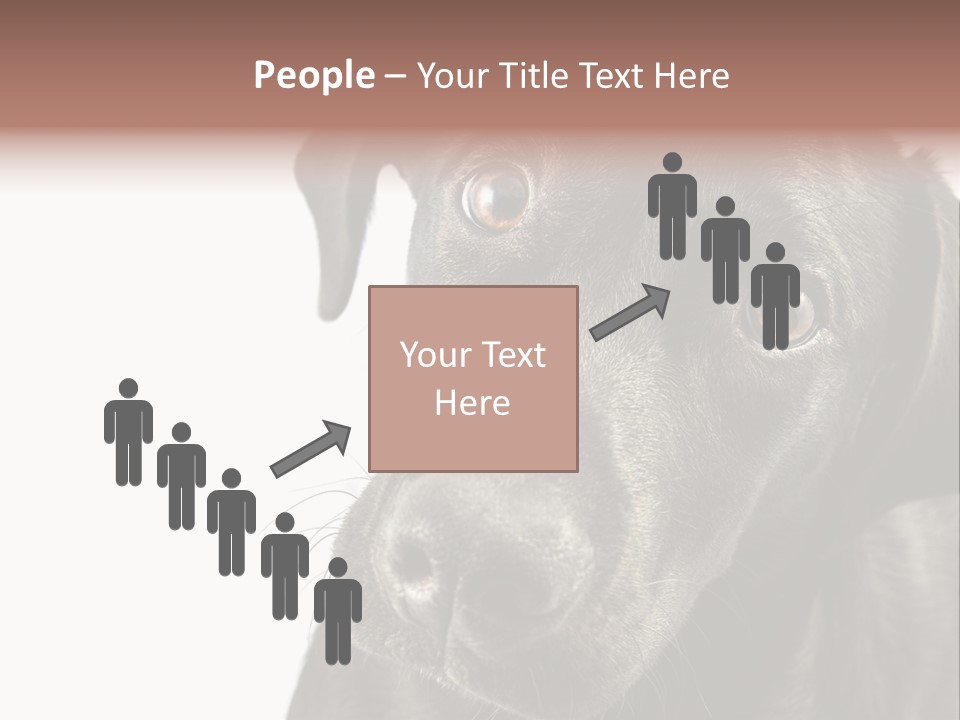 Retriver Intelligence Labrador Retriever PowerPoint Template