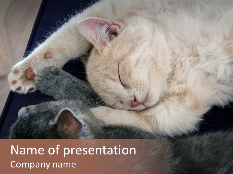 Adorable Lying Little PowerPoint Template