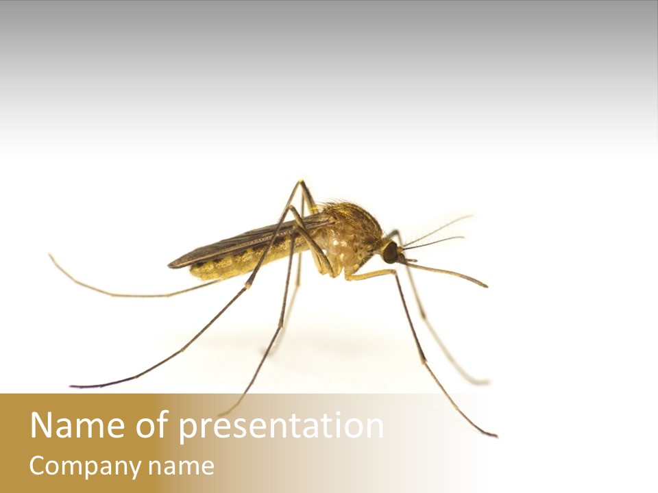 Nature Gnat Fever PowerPoint Template