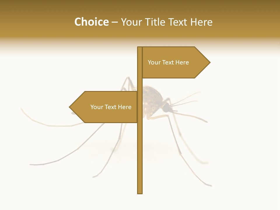 Nature Gnat Fever PowerPoint Template