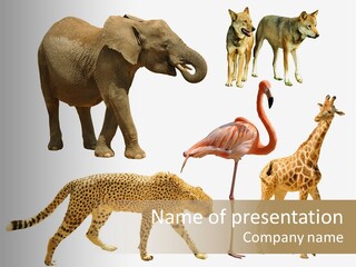 A Group Of Different Animals Standing Next To Each Other PowerPoint Template