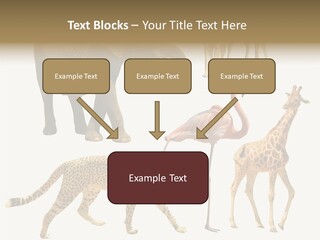 A Group Of Different Animals Standing Next To Each Other PowerPoint Template