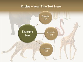 A Group Of Different Animals Standing Next To Each Other PowerPoint Template